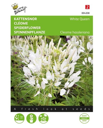 Buzzy® Cleome, kocie wąsy White Queen