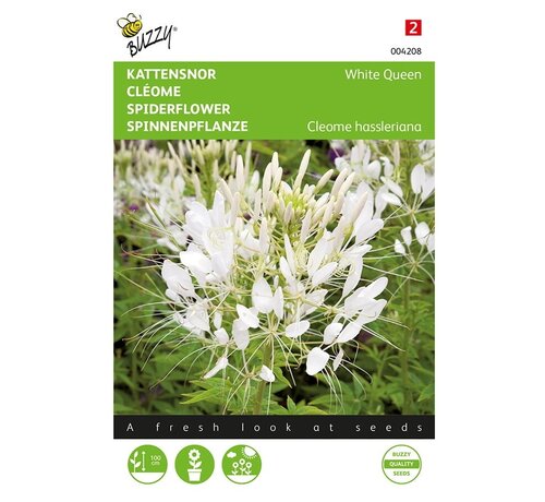 Buzzy® Cléome, moustache de chat Reine blanche