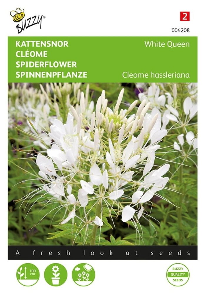 Buzzy® Cleome, kattens mustasch Vit drottning