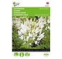 Buzzy® Cleome, kattens mustasch Vit drottning