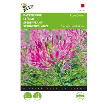 Buzzy® Cleome, Bigote de gato Rosa reina