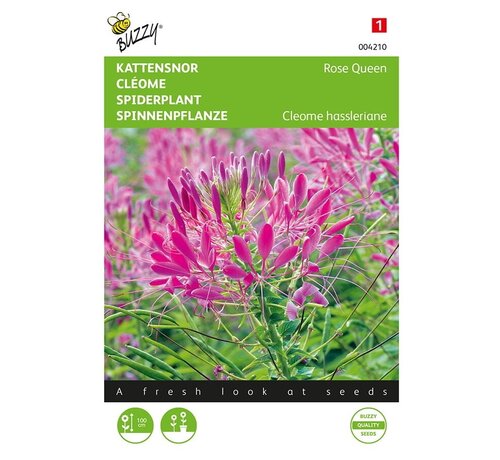 Buzzy® Cleome, królowa róż z kocimi wąsami