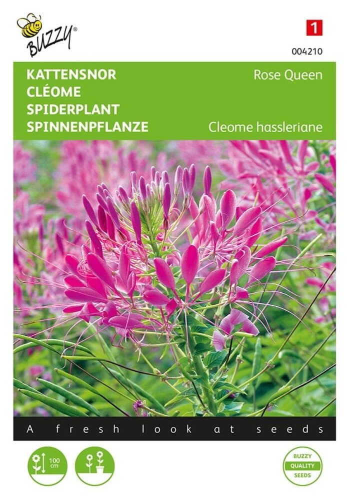 Buzzy® Cleome, Kattens mustasch Rosendrottning