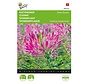 Buzzy® Cleome, Kattens mustasch Rosendrottning