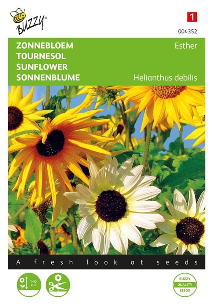 Buzzy® Helianthus, Girasol Esther