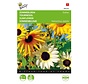 Buzzy® Helianthus, Girasol Esther