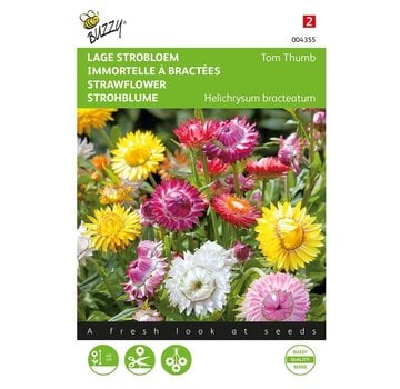 Buzzy® Buzzy® Helichrysum, flor de paja baja Tom Thumb