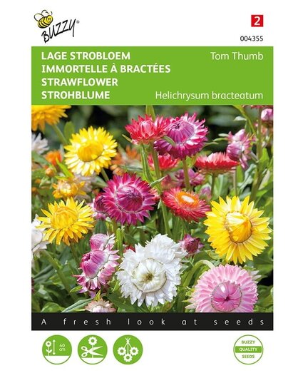 Buzzy® Buzzy® Helichrysum, fiore basso di paglia Tom Thumb