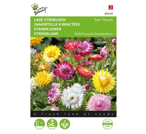 Buzzy® Buzzy® Helichrysum, fleur de paille basse Tom Thumb