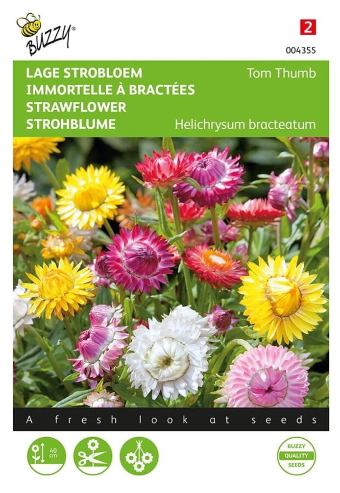 Buzzy® Helichrysum, låg stråblomma Tom Thumb