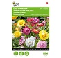 Buzzy® Helichrysum, låg stråblomma Tom Thumb