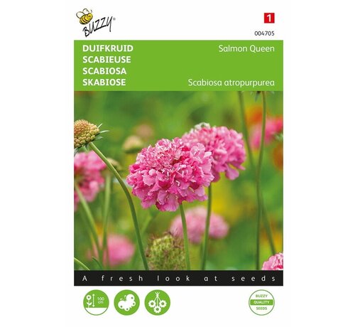Buzzy® Buzzy® Scabiosa, duvmossa Laxdrottning
