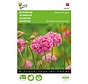 Buzzy® Scabiosa, Taubenkraut Lachskönigin