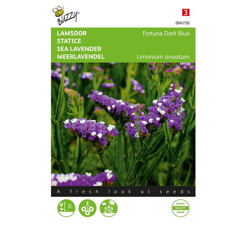 Buzzy® Buzzy® Limonium, Lämmerohr Fortune Dunkelblau