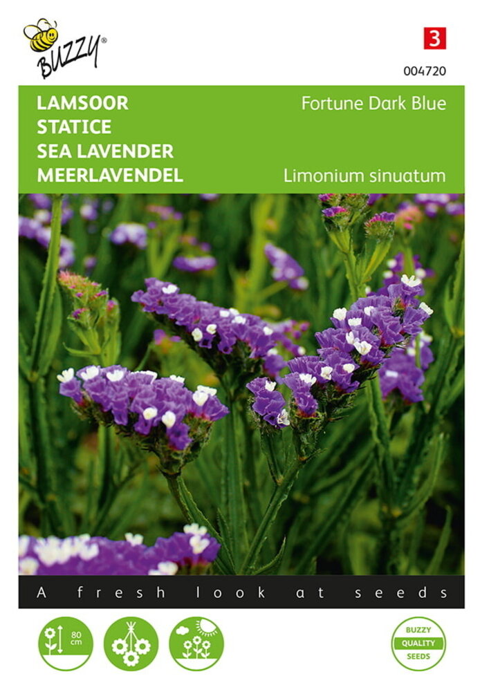 Buzzy® Limonium, Lämmerohr Fortune Dunkelblau