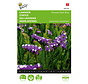 Buzzy® Limonium, Lämmerohr Fortune Dunkelblau