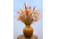 Top 20 dried flower bouquets