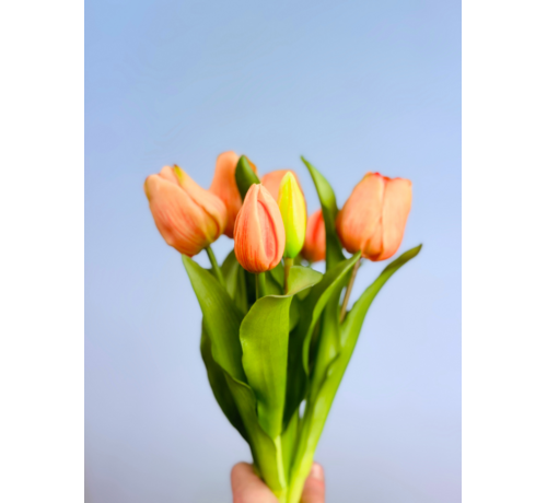Tulipani artistici "Dutch Splendour" - salmone | 30cm