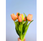 Kunsttulpen "Dutch Splendour" - lachsfarben | 30cm