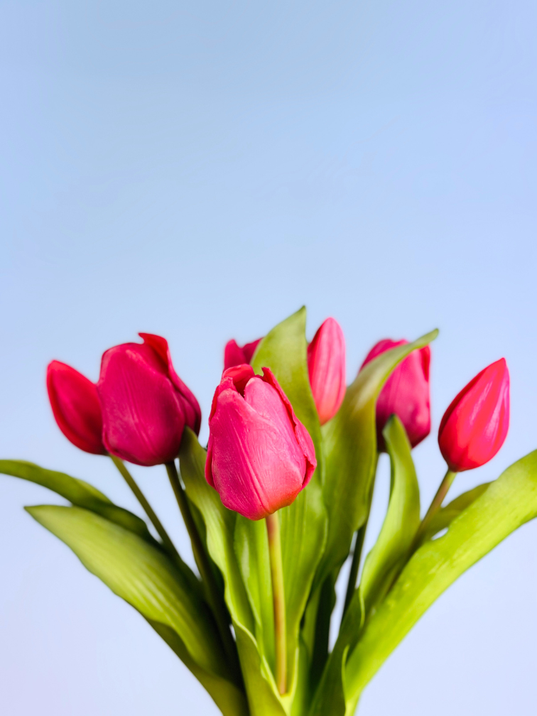 Tulipani artistici "Dutch Splendour" - fucsia | 30cm