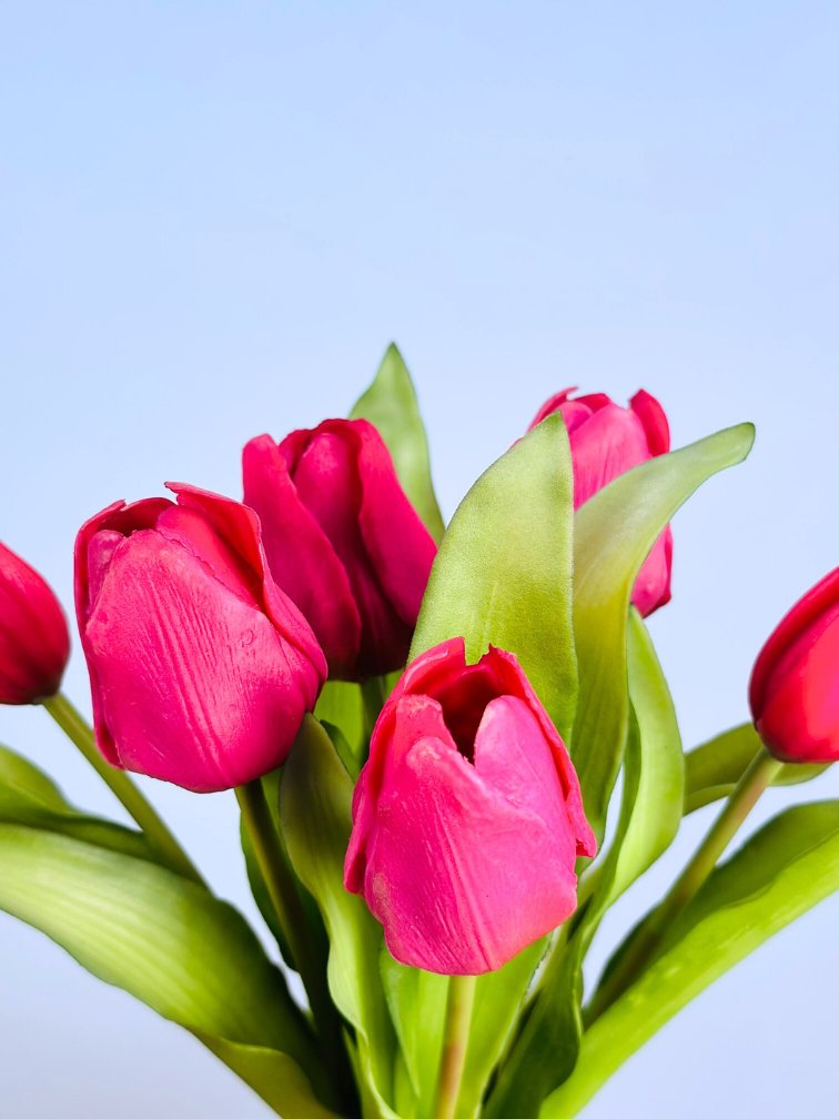 Tulipes d'art "Dutch Splendour" - fuchsia | 30cm