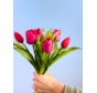 Tulipes d'art "Dutch Splendour" - fuchsia | 30cm