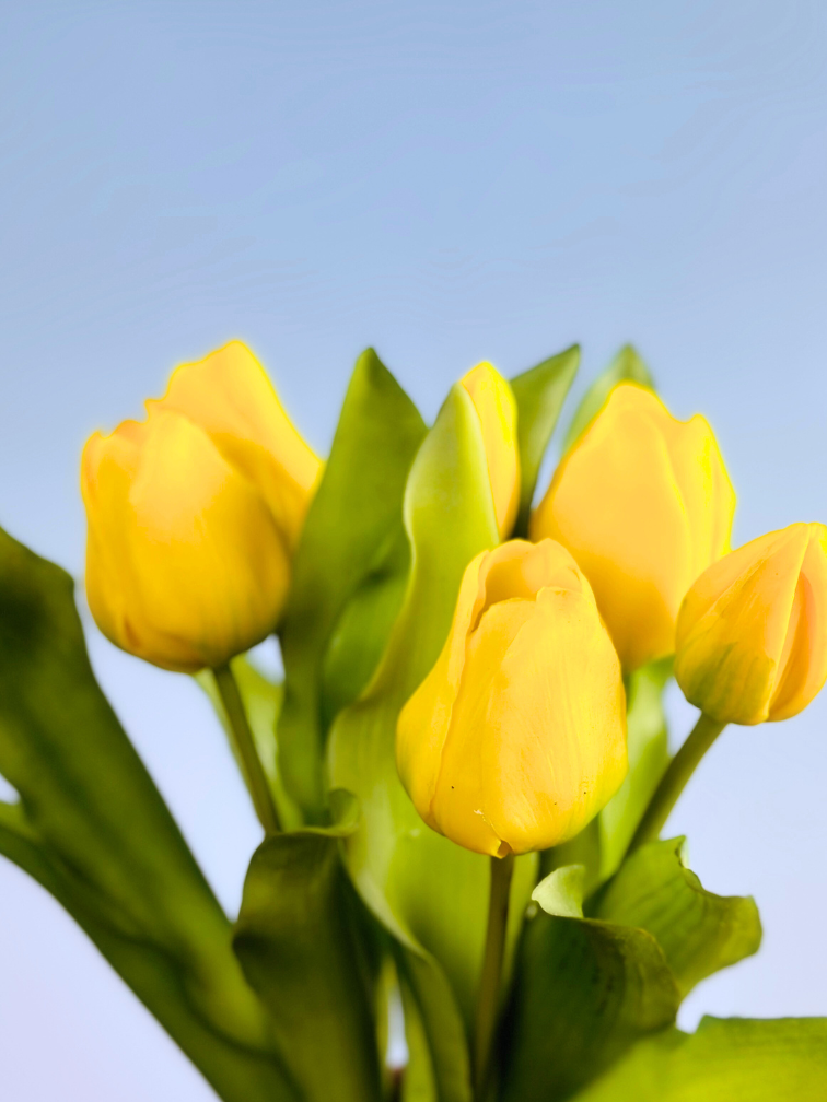 Tulipes d'art "Dutch Splendour" - jaune | 30cm