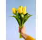 Tulipes d'art "Dutch Splendour" - jaune | 30cm