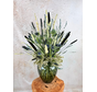 Bouquet di fiori secchi "Black" Large | 80cm