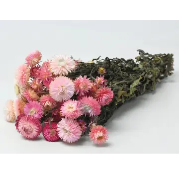 Agotado - Helichrysum 'rosa