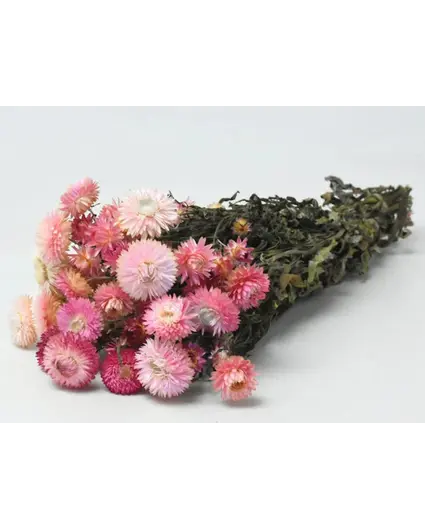 Helichrysum 'pink'
