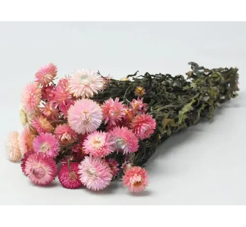 Agotado - Helichrysum 'rosa