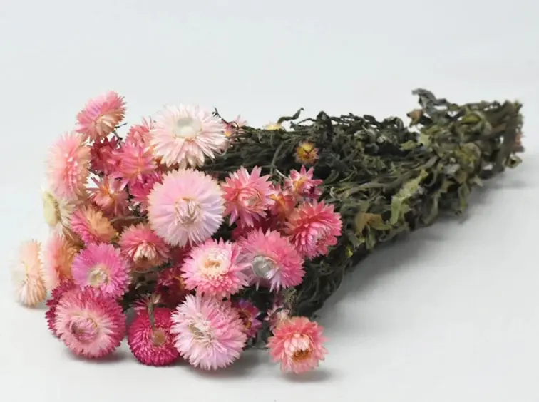 Esaurito - Elicriso 'rosa'