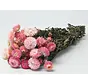 Esaurito - Elicriso 'rosa'
