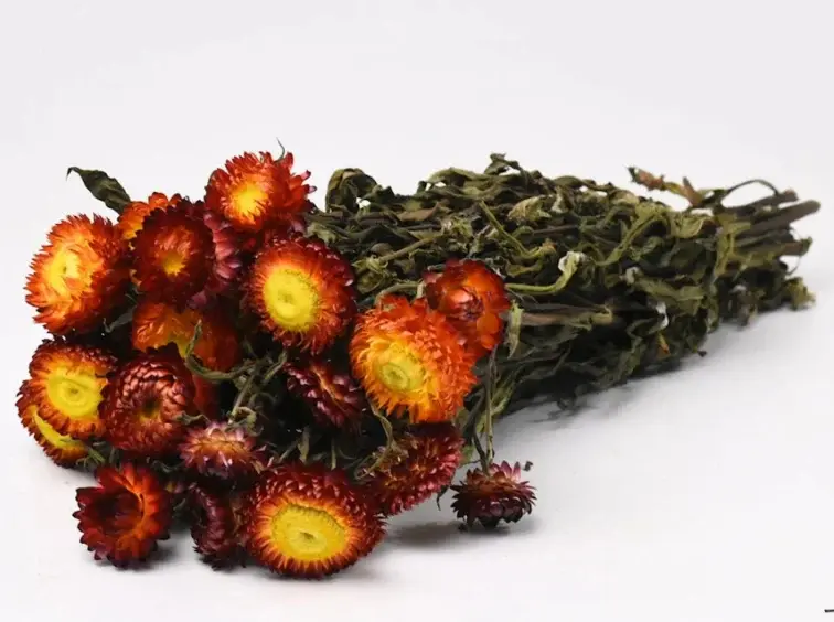 Helichrysum 'red'