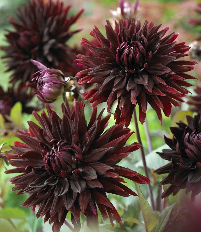 Dahlia Black Jack