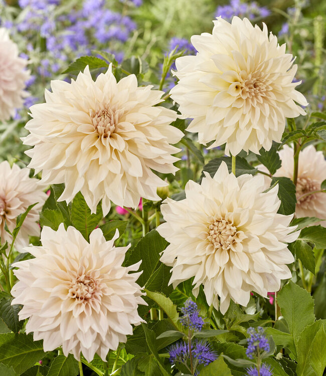 Dahlia Cafe au Lait