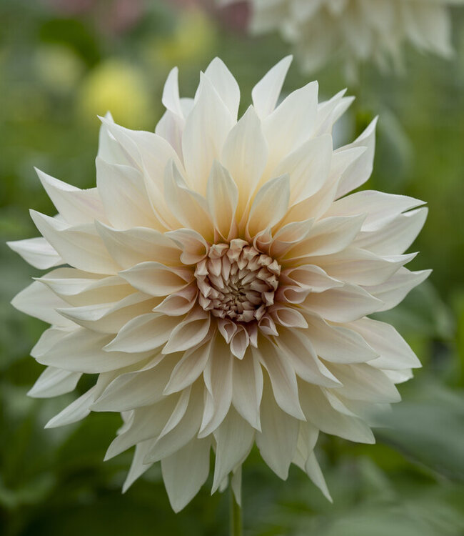 Dahlia Cafe au Lait
