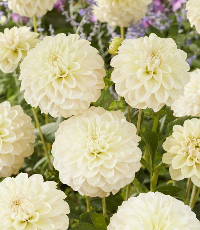 Dahlia Caramel Antique