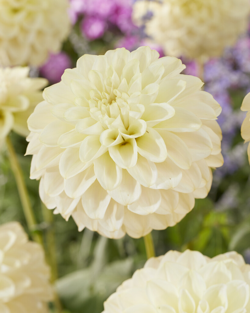 Dahlia Caramel Antique - Dahlia Store - Exclusive dahlia tubers