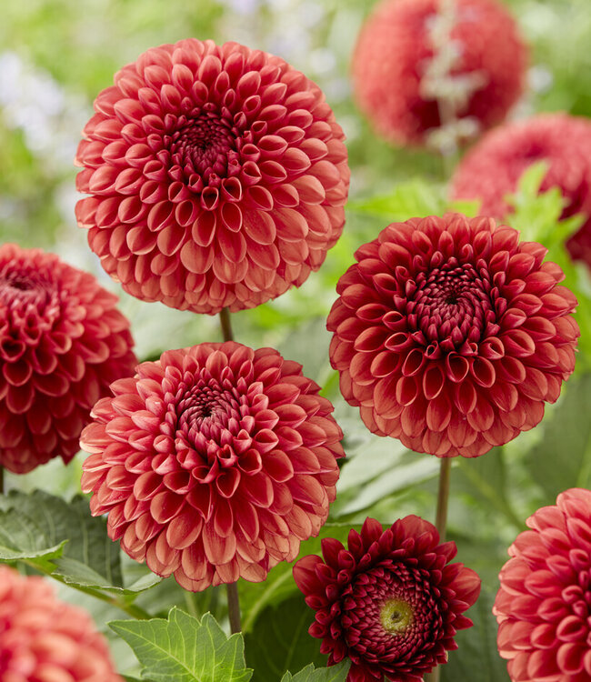 Dahlia Copperboy