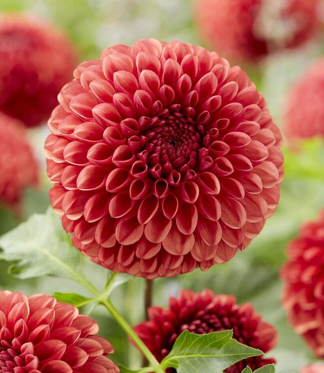 Dahlia Copperboy