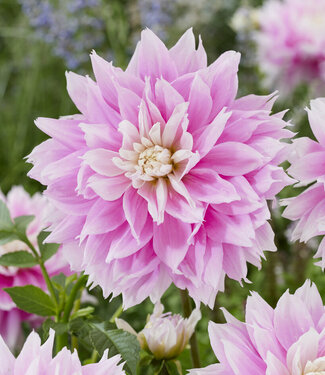 Dahlia Evanah - Dahlia Store - Exclusive dahlia tubers