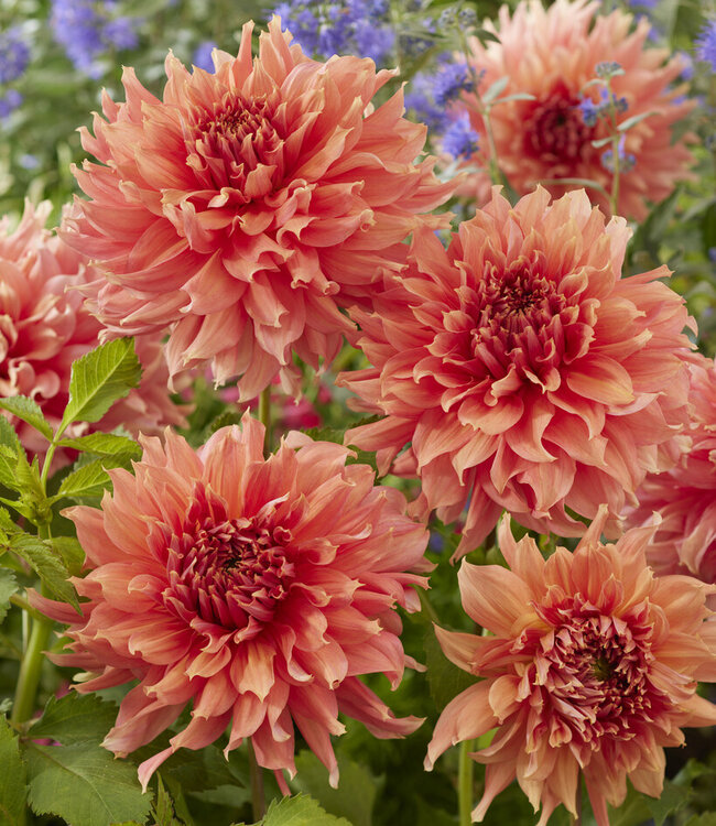 Dahlia Fairway Spur