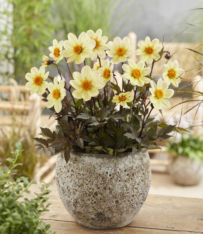 Dahlia Happy Days Lemon