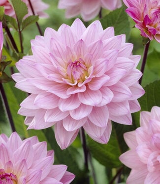 Dahlia Karma Prospero