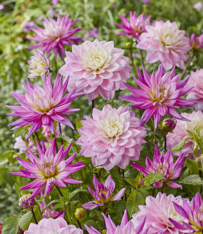 Dahlia Karma Prospero