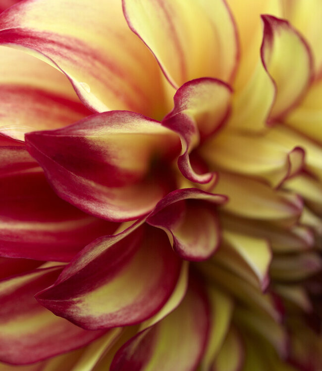 Dahlia Lady Darlene