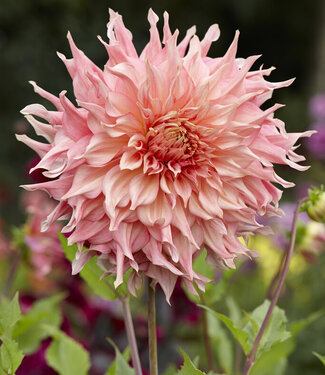 Dahlia Penhill Watermelon