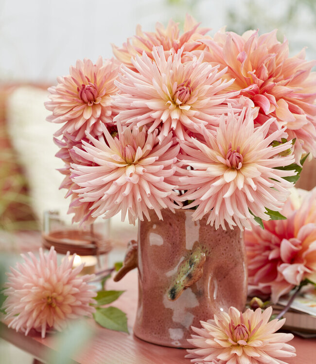 Dahlia Preference